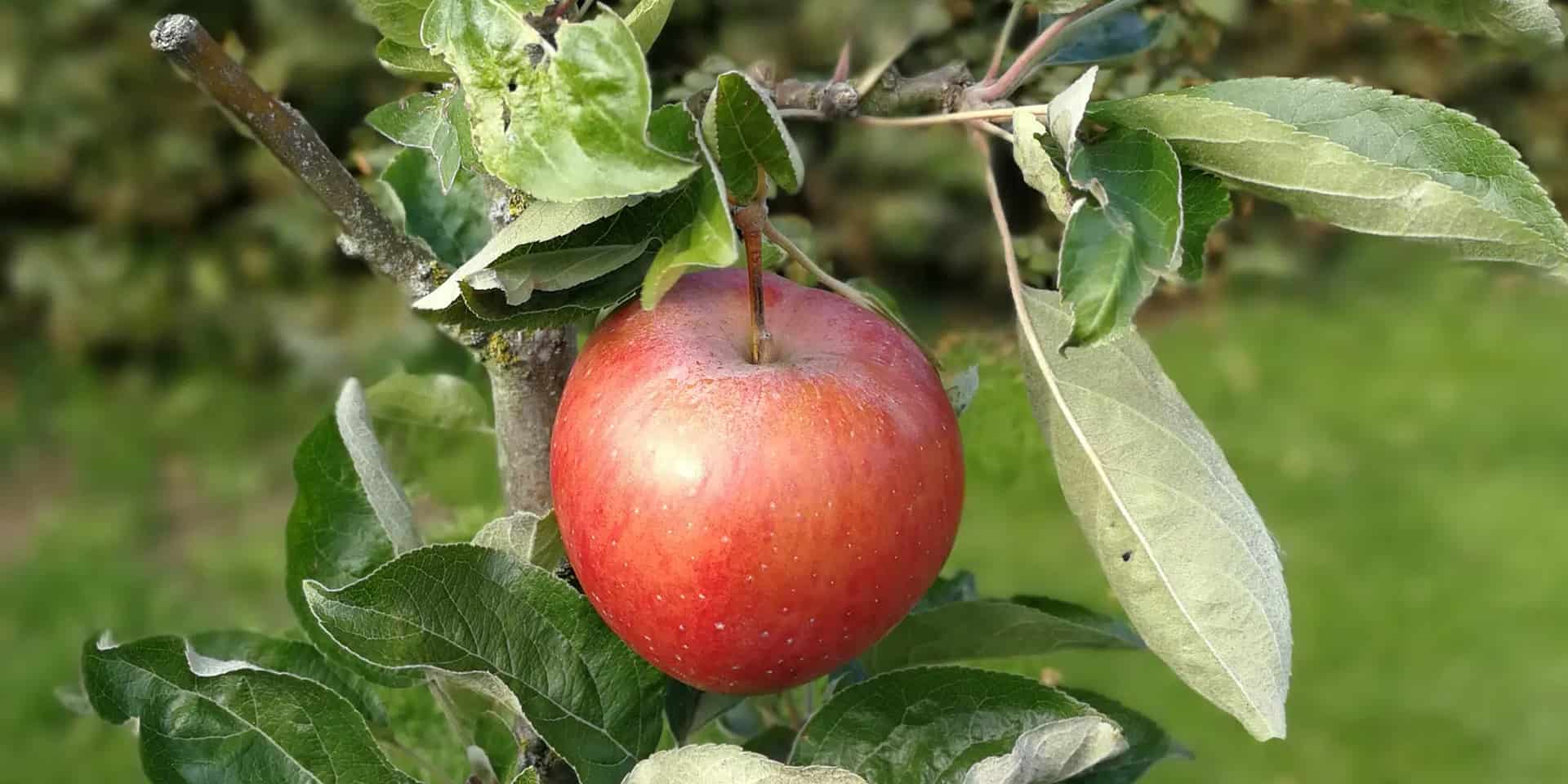 Äpplet i Kivik